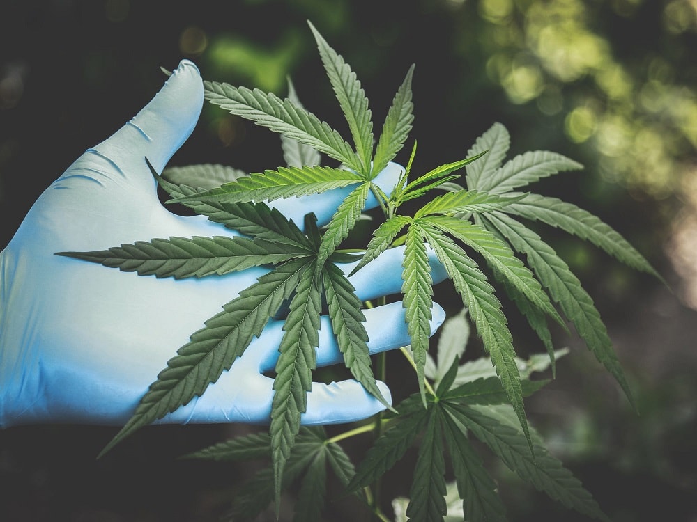 Growing Cannabis in a Small Place - Micro Growing