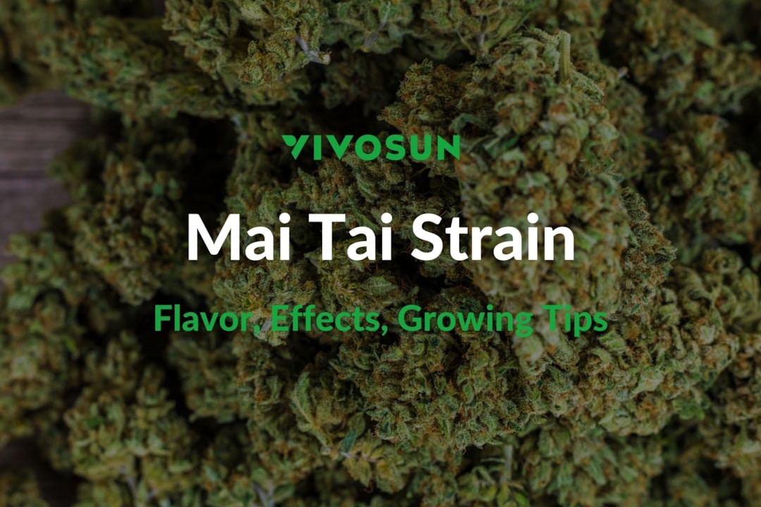 Mai Tai Strain: Everything You Need to Know