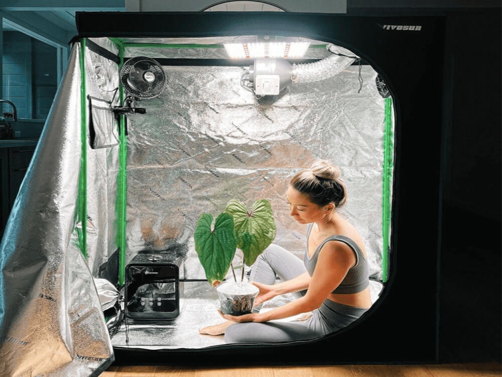 CO2: What Are the Benefits and How Does It Help Your Plants