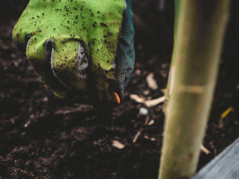 Starting from Seed: What You Need and How Do You Do It