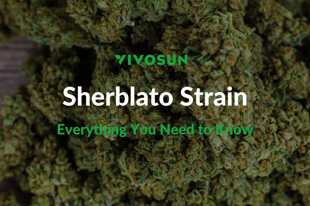 Sherblato Strain: Everything You Need to Know