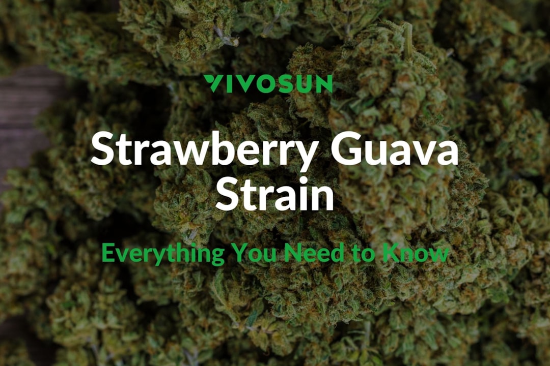 Strawberry Guava Strain: Everything You Need to Know