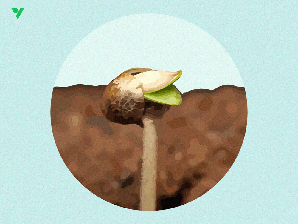 How Long Does Germination Take?