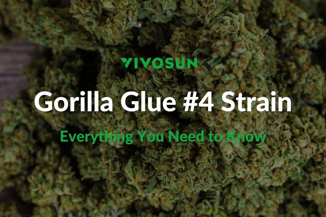 Gorilla Glue #4 Strain: Everything You Need to Know