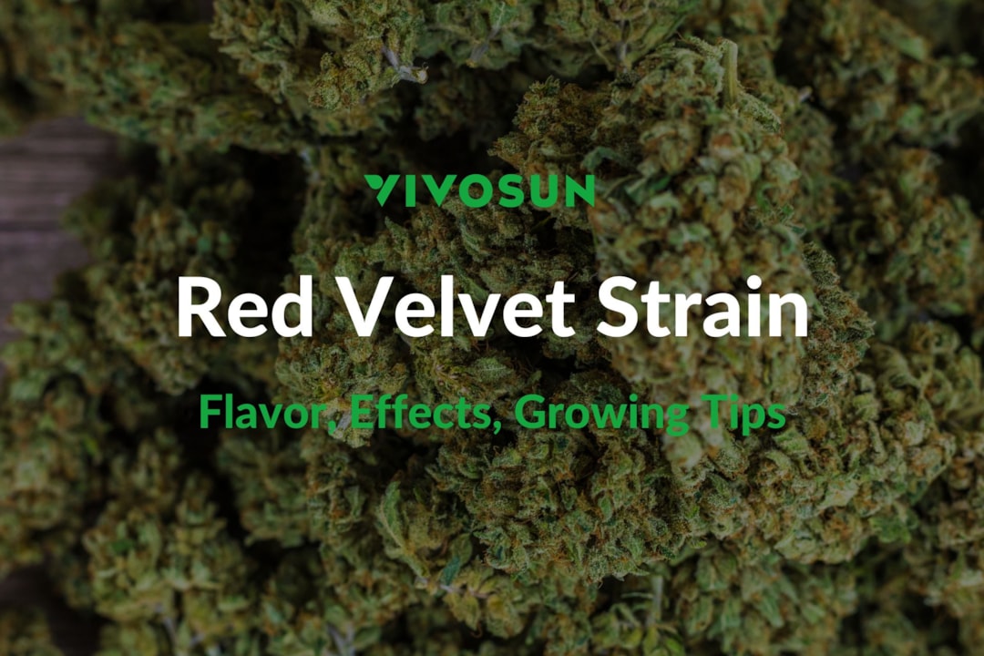 Red Velvet Strain: Everything You Need to Know