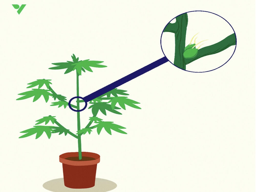 Determining the Sex of Your Plant