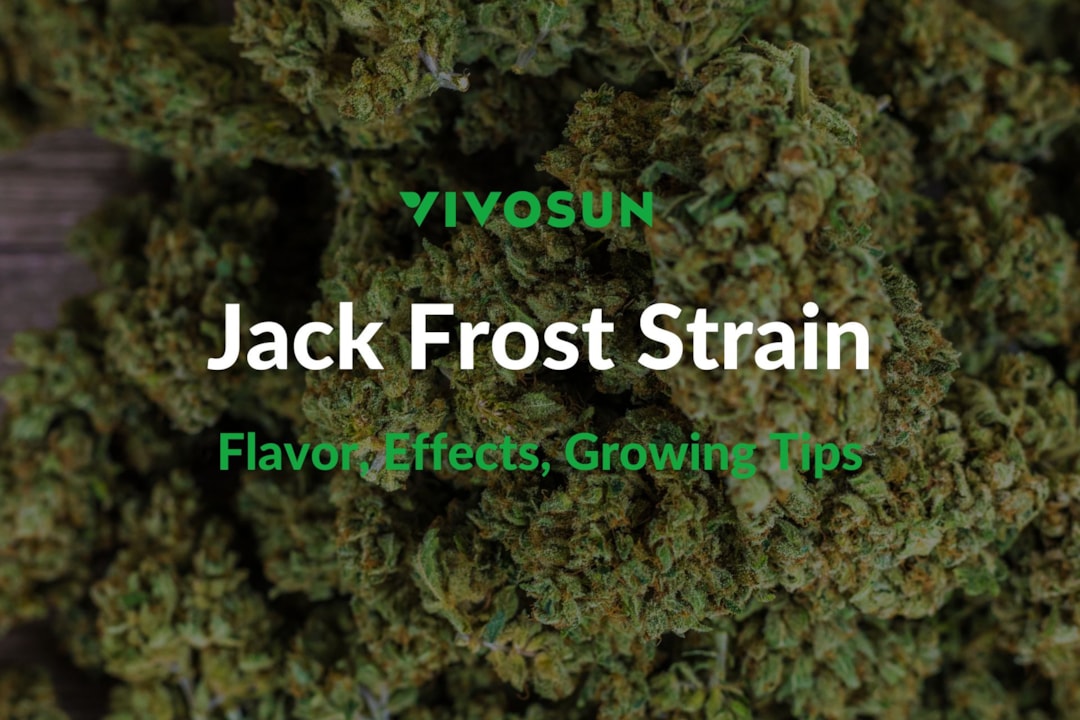 Jack Frost Strain: Everything You Need to Know
