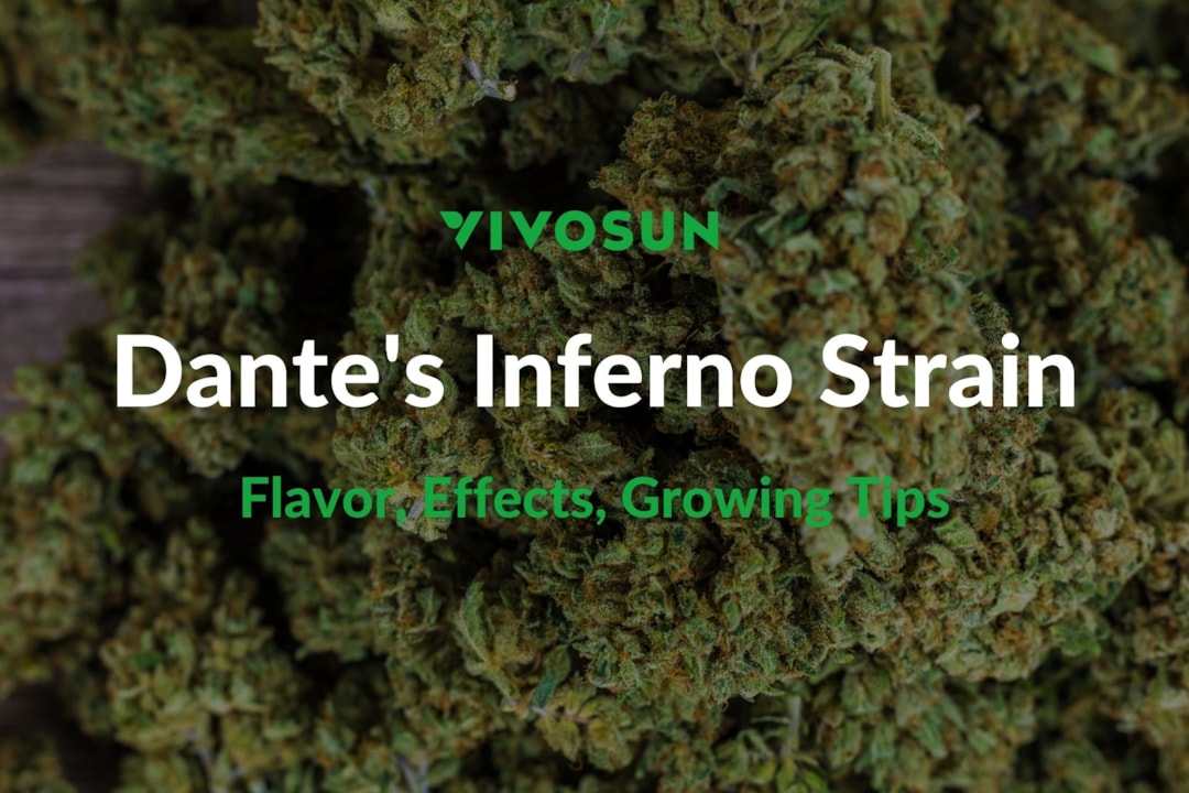 Dante's Inferno Strain: Everything You Need to Know