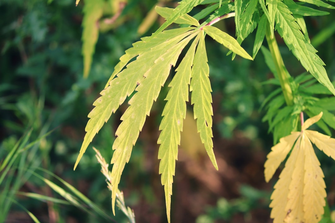 Major Diseases and Prevention Measures of Cannabis