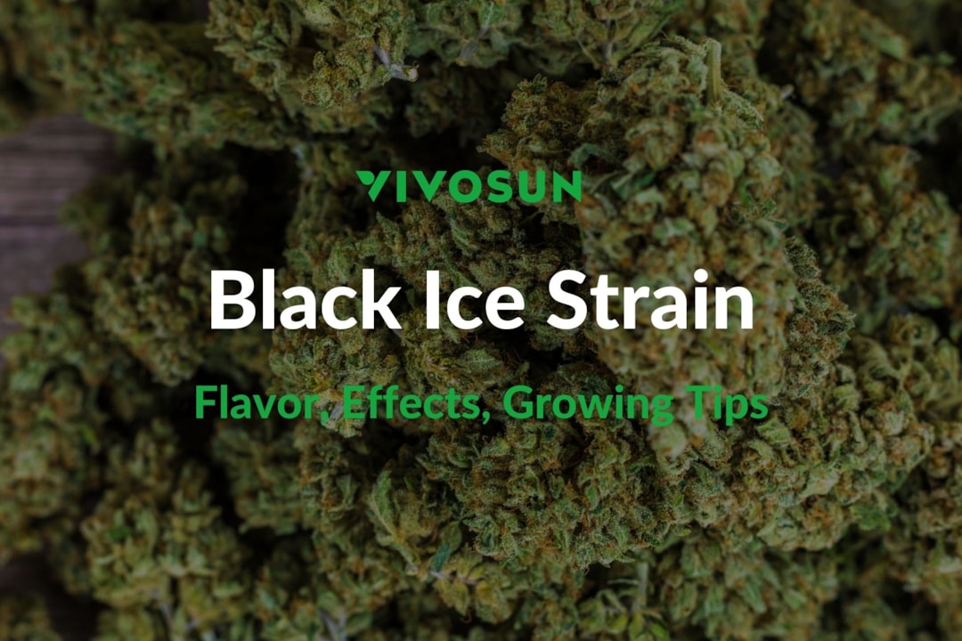 Black Ice Strain: Everything You Need to Know
