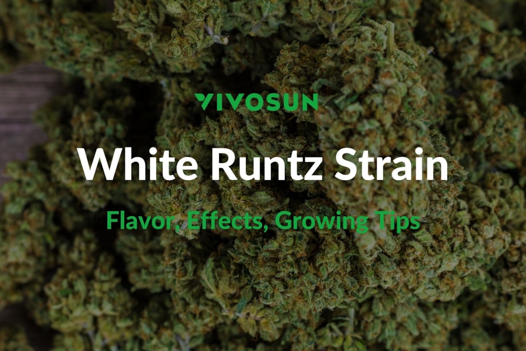 White Runtz Strain: Everything You Need to Know
