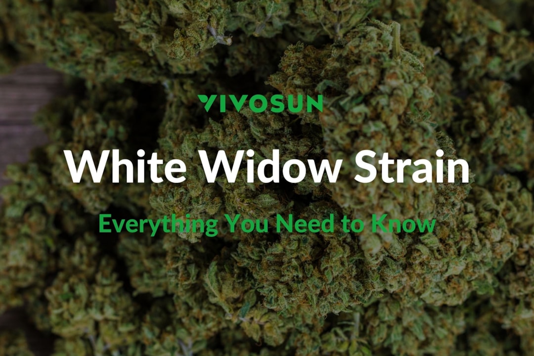 White Widow Strain: A Classic Choice for Balanced Effects