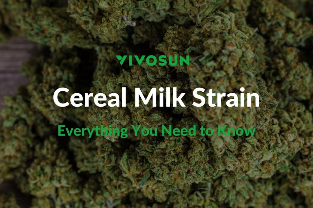 Cereal Milk Strain: Everything You Need to Know