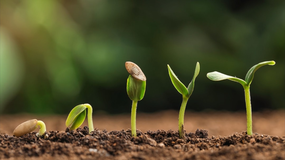 Mastering The Cannabis Seedling Stage In 3 Steps