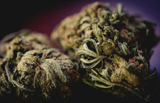 How to Breed Cannabis? A Step by Step Guide