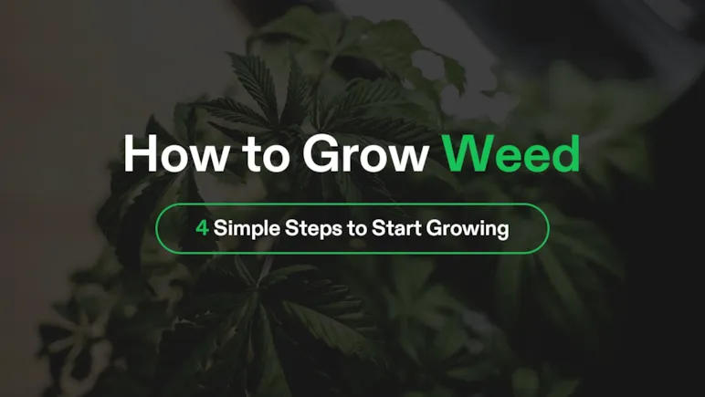 How to Grow Weed - 4 Simple Steps for Beginners to Growing Cannabis