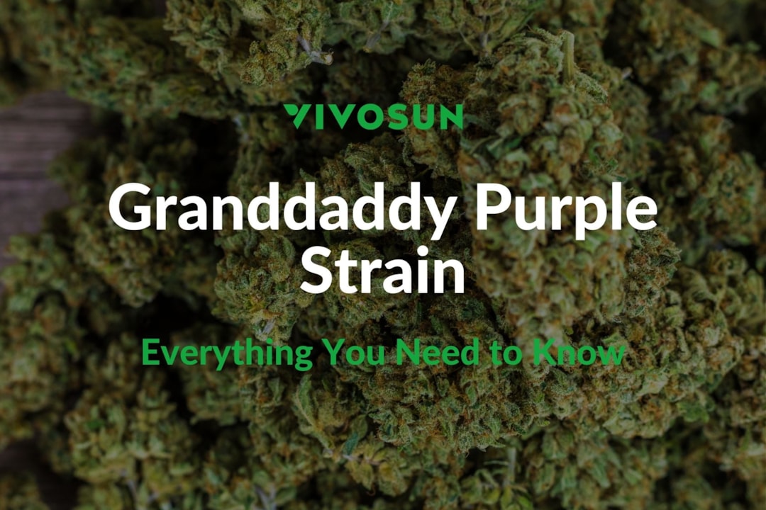 Granddaddy Purple Strain: The Ultimate Relaxation Experience