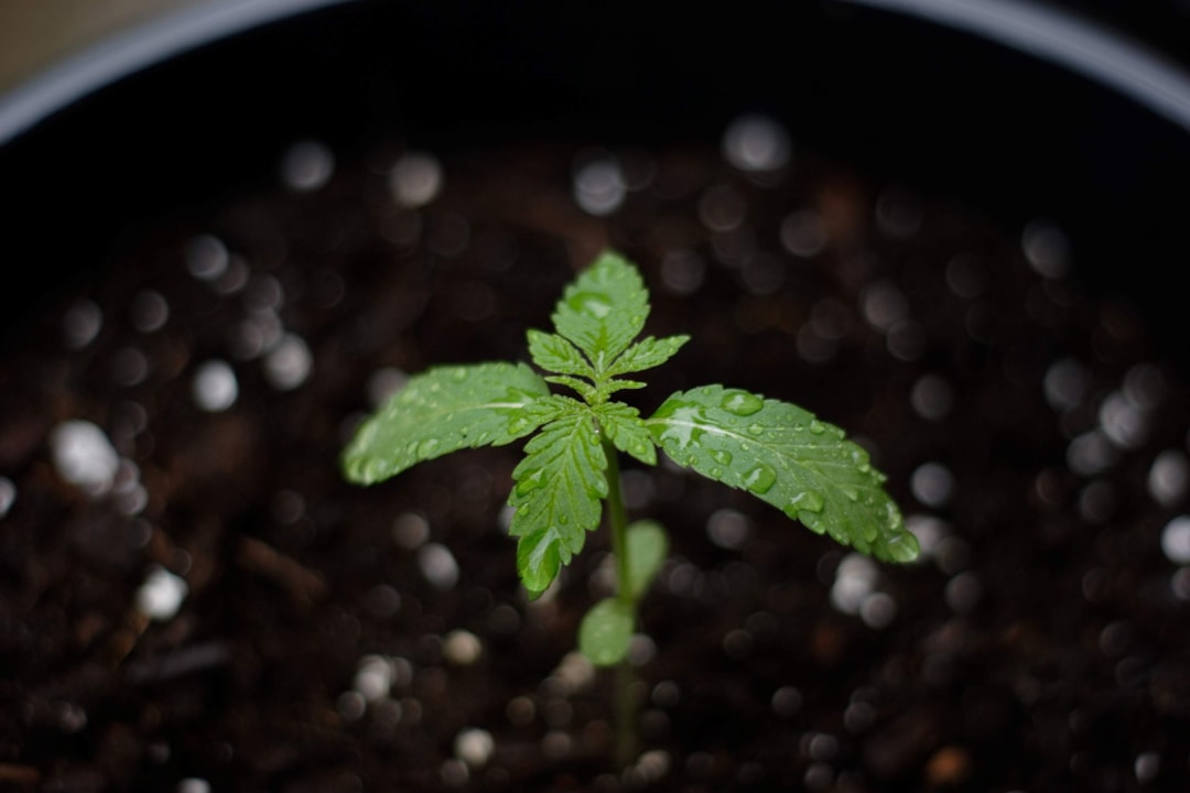 How to Deal with Overwatering Cannabis Seedlings?