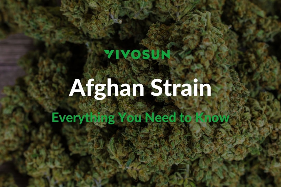 Afghan Strain: The Pure Indica Experience