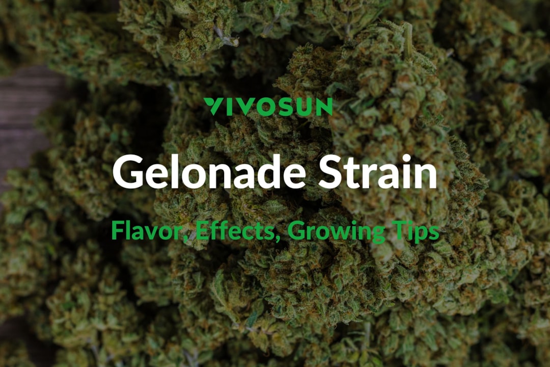 Gelonade Strain: Everything You Need to Know