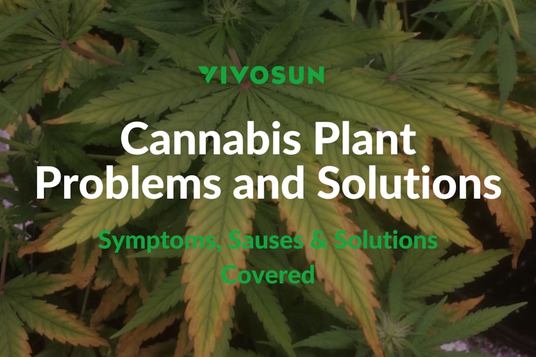 Common Cannabis Plant Problems and Solutions: Seedling to Flowering Guide