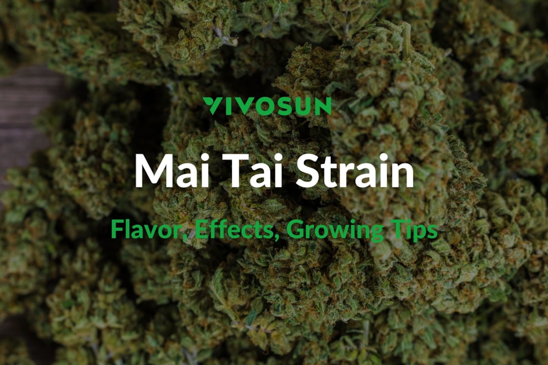 Mai Tai Strain: Everything You Need to Know