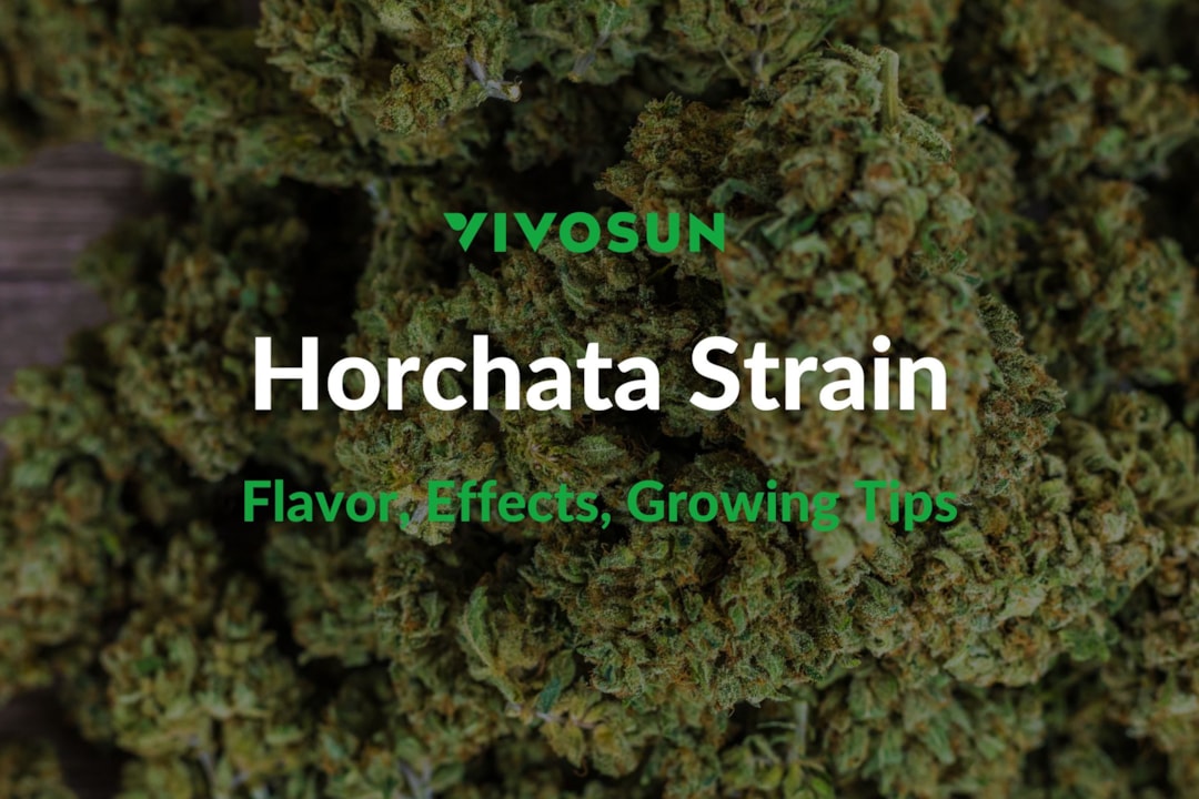 Horchata Strain: Everything You Need to Know