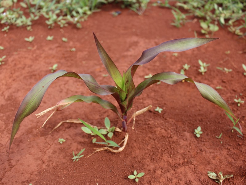 The Effect of Phosphorus on Plants