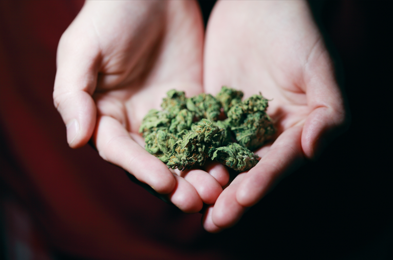 What do Trichomes Look Like When They Are Ready to Harvest?