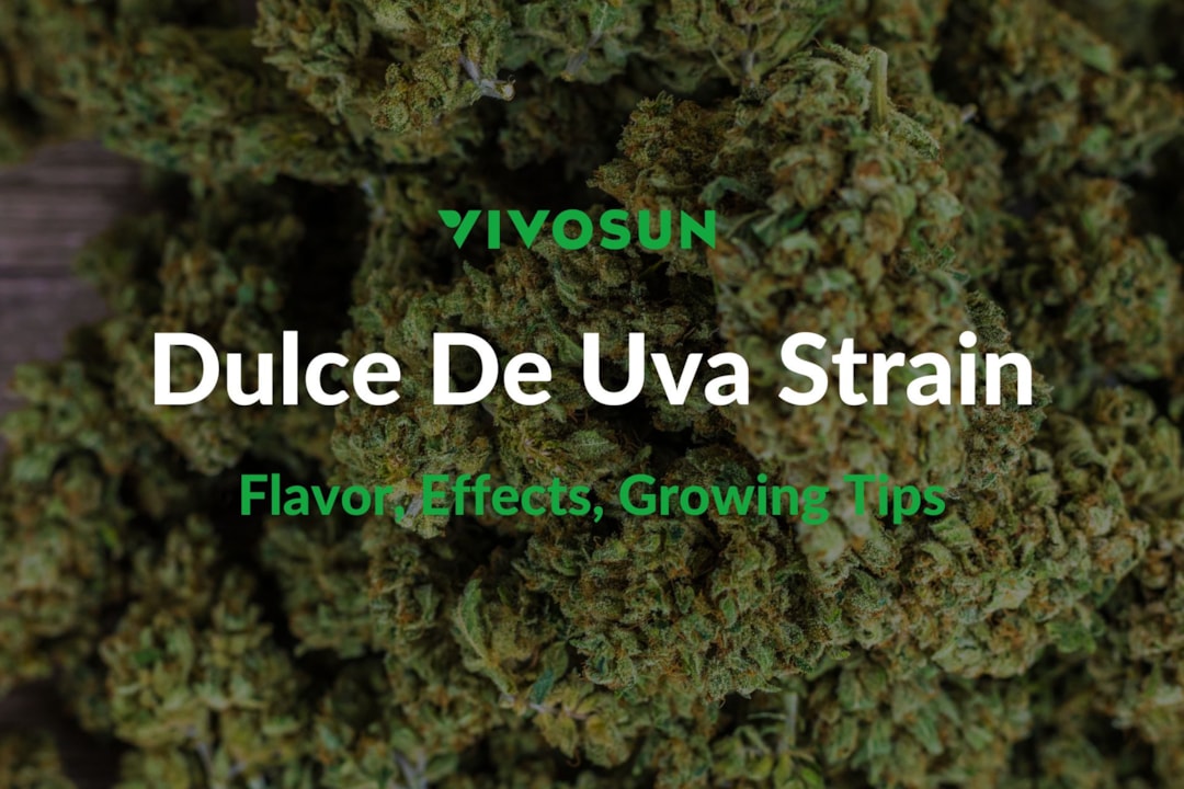 Dulce De Uva Strain: Everything You Need to Know
