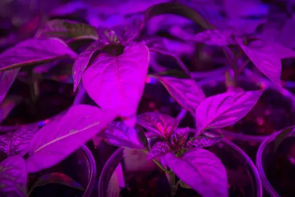 Do Plants Need UV Light?