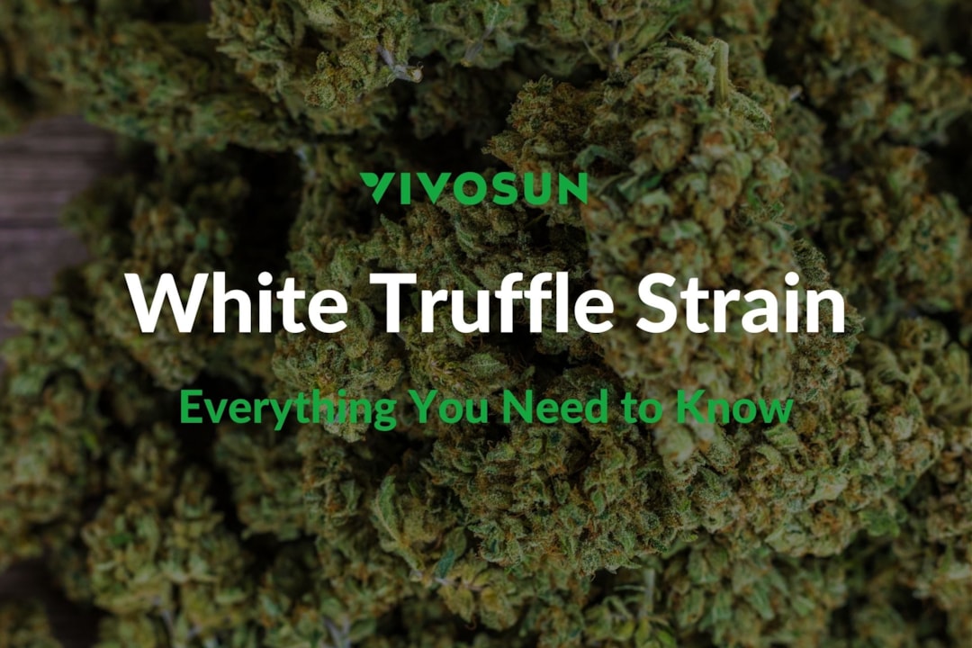 White Truffle Strain: Ein intensives und erdiges Vergnügen