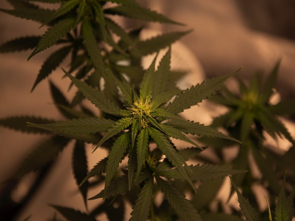 How to Fix Cannabis Heat Stress?