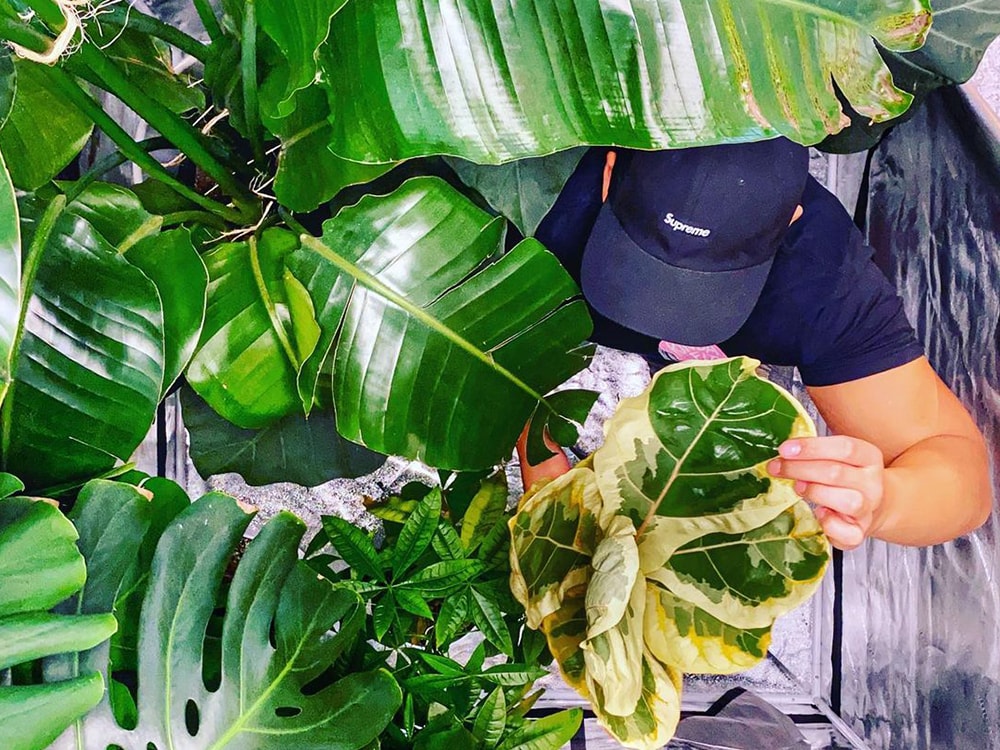 How Long Should Grow Lights Be on for Houseplants?