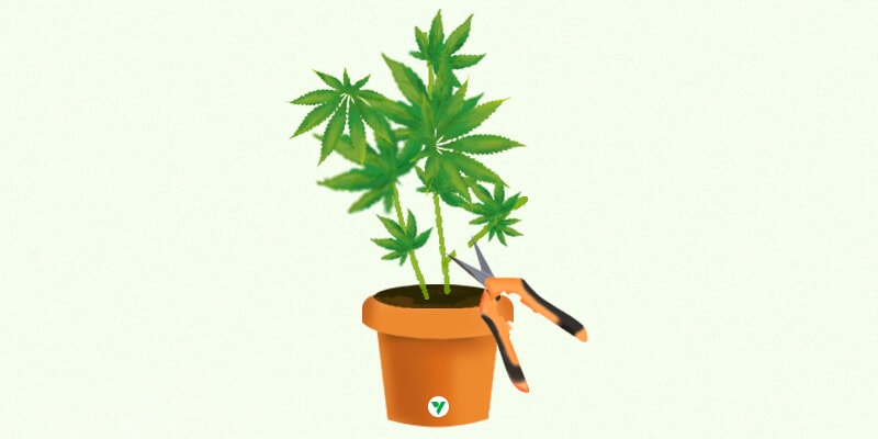 All About Cloning Your Cannabis! Step by Step