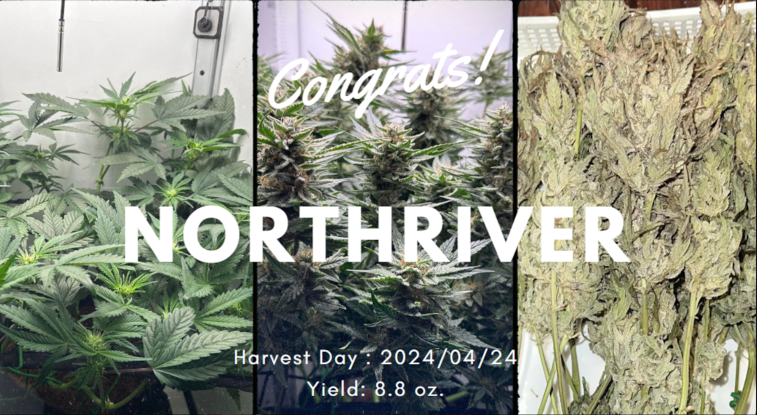 How Much Weed Does One Plant Yield: 3 Main Factors