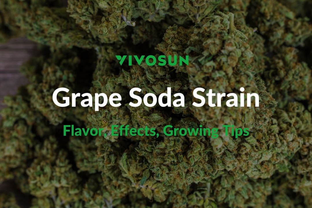 Grape Soda Strain: Everything You Need to Know
