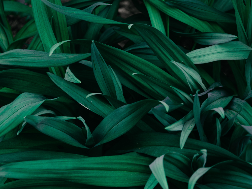 3 Ways to Maximize Yields for Indoor Grow Plants