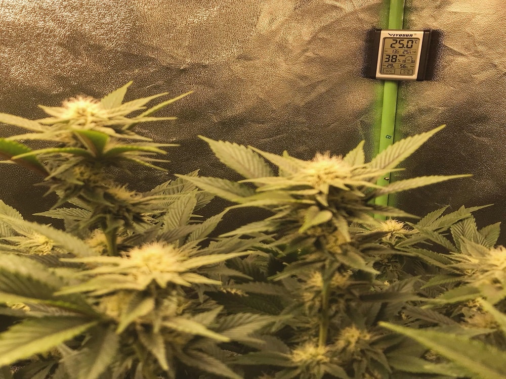 When to Harvest Autoflowers？
