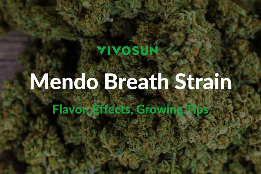 Mendo Breath Strain: Everything You Need to Know