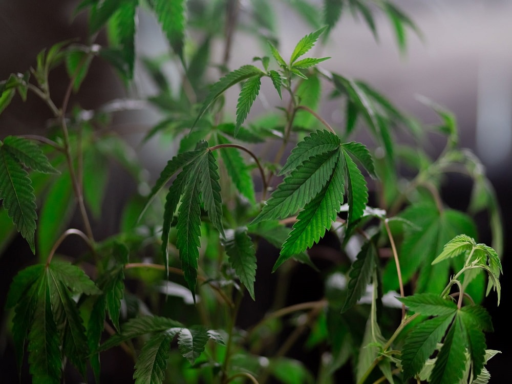 What Affects Height of Cannabis Plants?