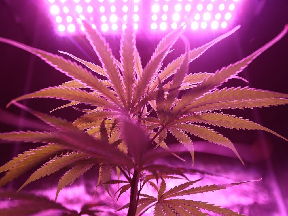 What Should I Do if My Plants are Growing Slowly?
