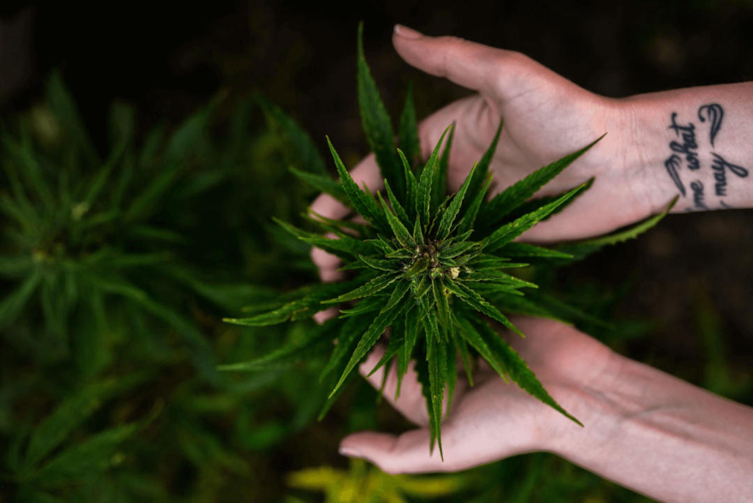 Bud Rot: What, Why and How