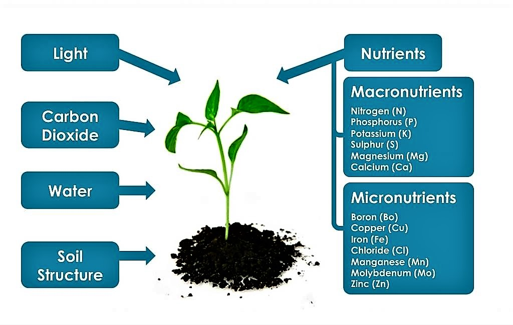 What are Nutrients (Macro and Micro) and Why Important?