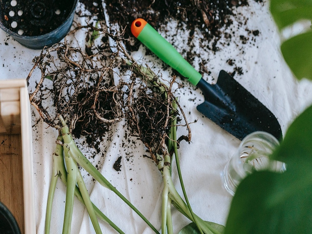 How and When to Transplant Cannabis Seedlings
