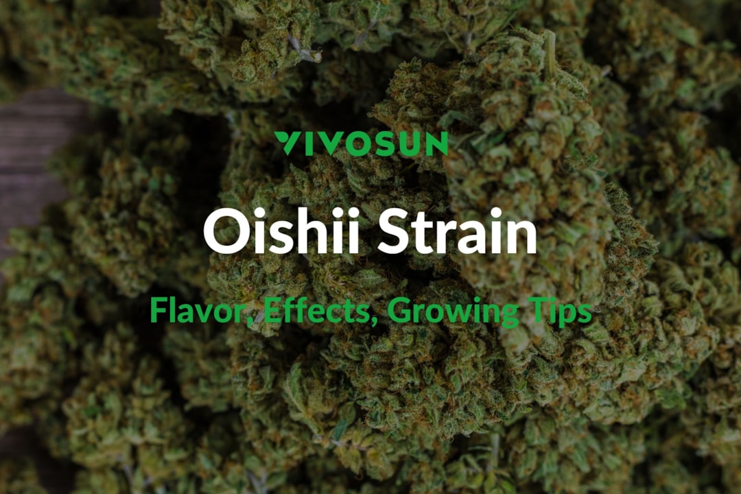 Oishii Strain: Everything You Need to Know