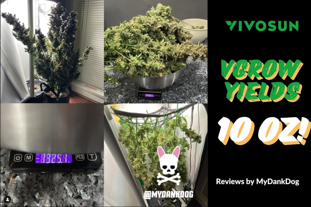Achieving 10 oz Yields with Vivosun's VGrow: A Comprehensive Review by MyDankDog