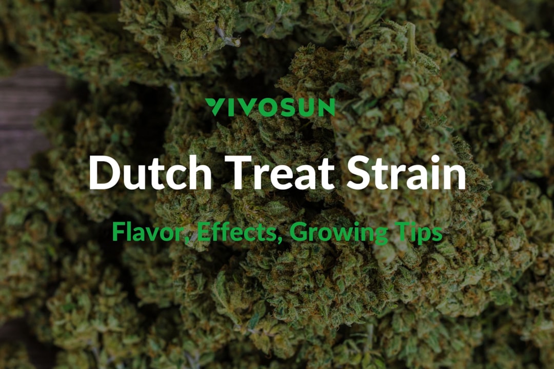 Dutch Treat Strain: Everything You Need to Know