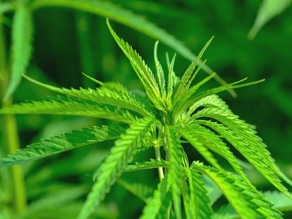 How to Overcome Cannabis Curling Up Leaves?