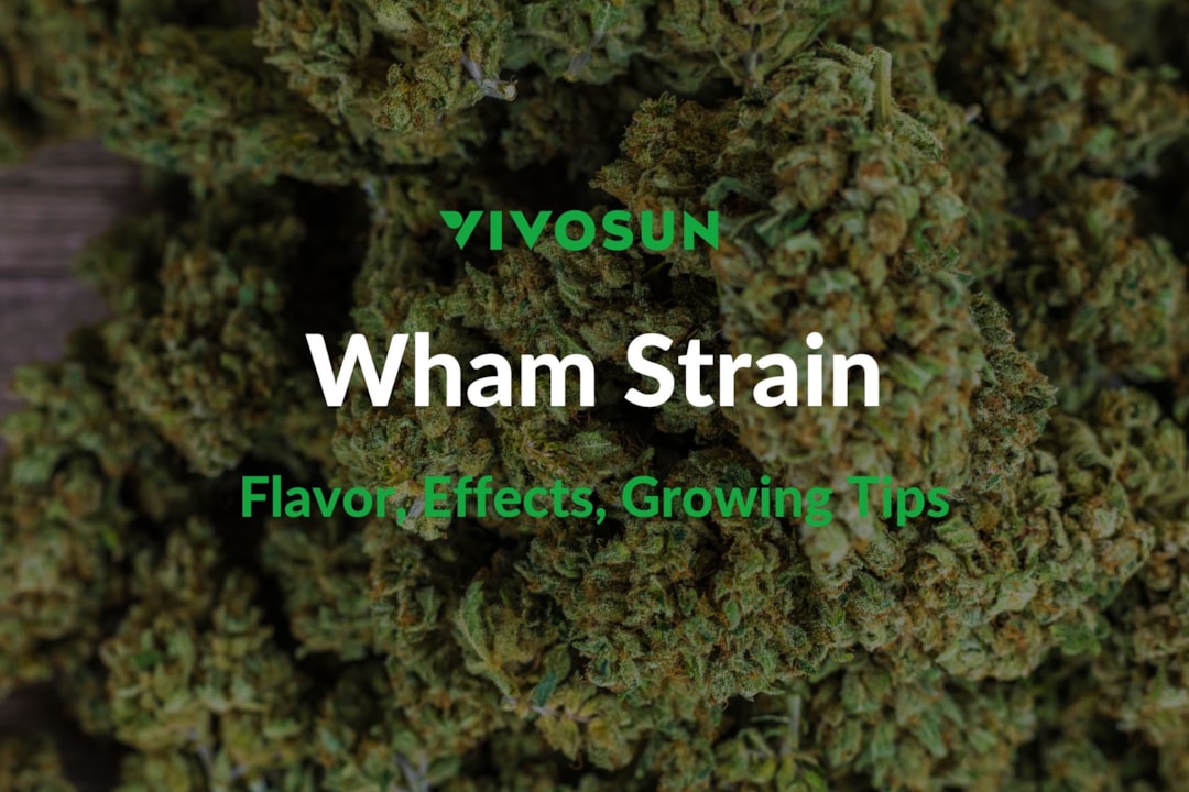 Wham Strain: Everything You Need to Know